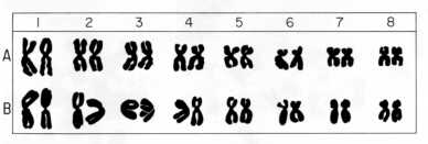 chromosomes of D. austroasiatica