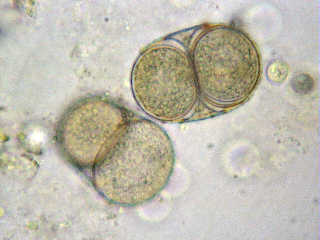 2 cells