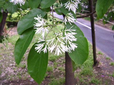 Chionanthus sp.