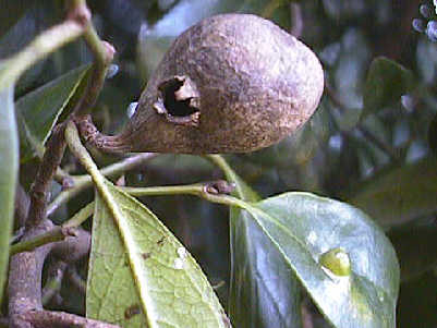 two galls