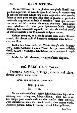 muller 1774: p.62