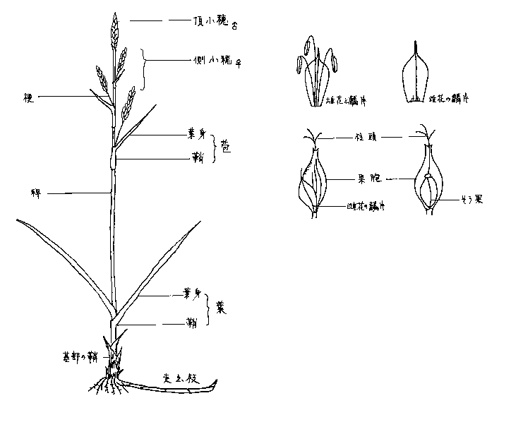 overview and parts of a Carex