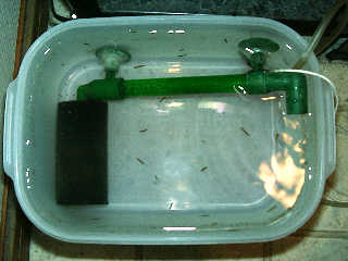 tank for planaria
