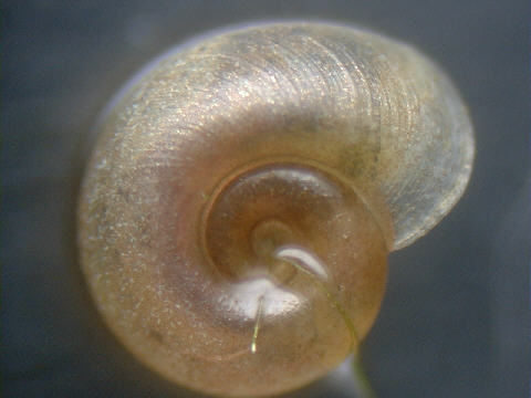 http://www2u.biglobe.ne.jp/~gen-yu/snail.jpg
