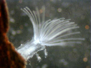 a zooid of bryozoa