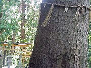 ���ڐ����_�Ђ̋���