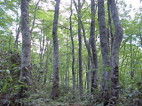 ���������������̃u�i��