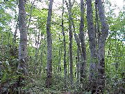 ���������������̃u�i��