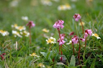 �C���J�K�~