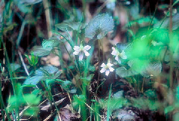 �^�J�I�X�~��