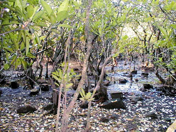 �����哇�}���O���[�u������