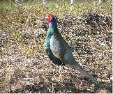 �S���T���n�ꗗ