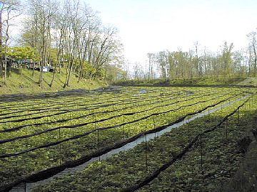 ���ܖ�킳�ѓc�N���Q