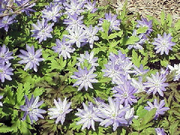 �J���R�o�i�R�i�L�N�U�L�C�`�Q�j