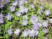 �J���R�o�i�R�i�L�N�U�L�C�`�Q�j