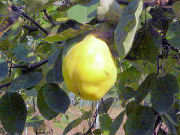 �}�������͔|��