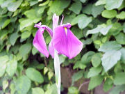 �m�n�i�V���E�u