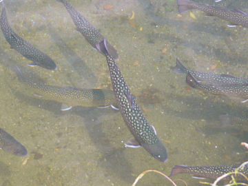 �C���i�i�{�B��j