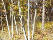 �O�m�x�R�[�̂ǂ񂮂�R