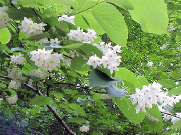 H15.06.16 �n�N�E���{�N