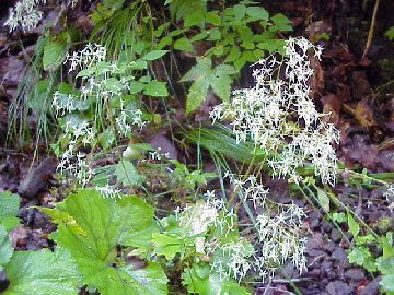 �������㗬�u�����̑�v�܂ł́A�召�����̑ꂪ����