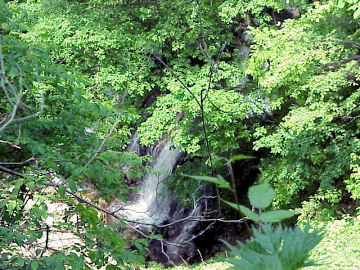 ���q��̑�