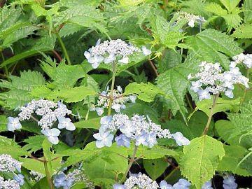 �G�]�A�W�T�C