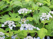 �G�]�A�W�T�C