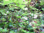 �C���J�K�~