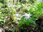 �L�N�U�L�C�`�����\�E