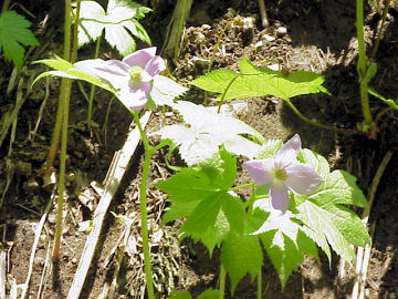 �V���l�A�I�C