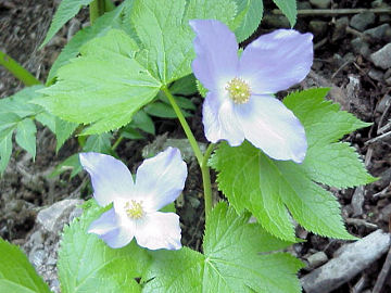 �V���l�A�I�C