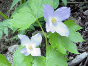 �V���l�A�I�C