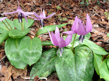 ��̃J�^�N��