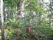 �̋��S�i�u�O�m�x�v