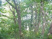 �̋��S�i�u�O�m�x�v