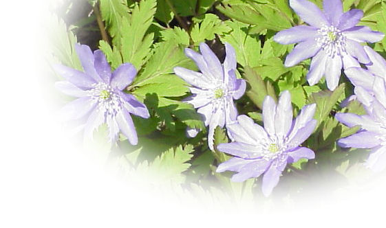 �L�N�U�L�C�`�����\�E