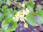 �����N�̉�L