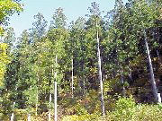 �^���R�̃X�M��