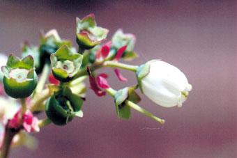 �u���[�x���[