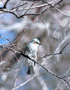 �q���h��