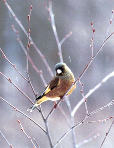 �J�����q��