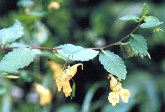 �L�t���c�l�\�E