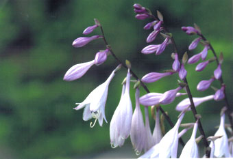 �R�n�M�{�E�V