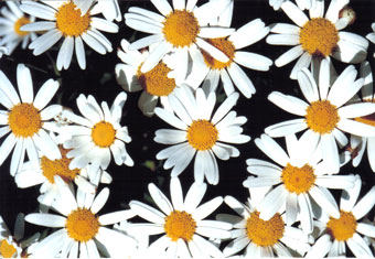 �}�[�K���b�g