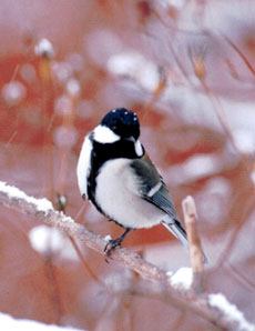 �V�W���E�J��