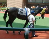 �P�C���C�X�L�[