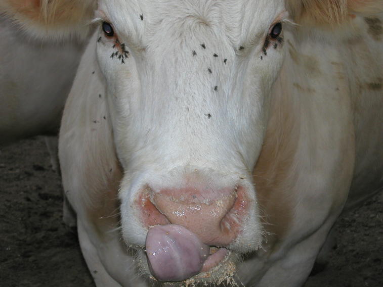 Un charolais ( boef, charmant ) / 牛の顔ド・アップ、舌ベロリン写真