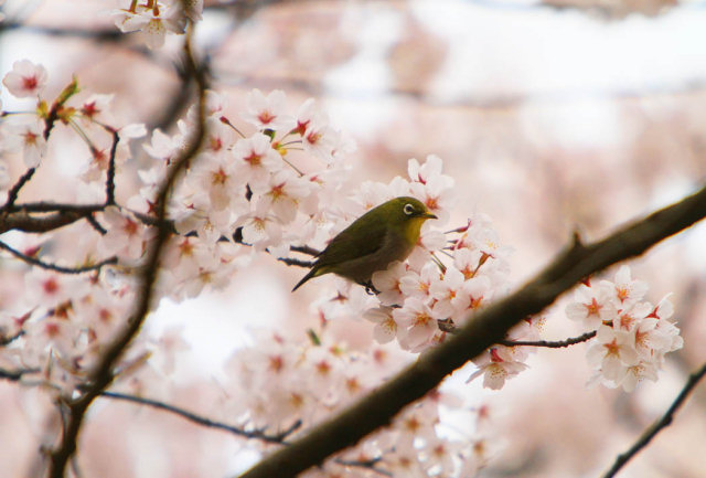 ひろしの勝手気ままなピアノ部屋 桜の季節 Atsushi Atsushi マシコタツロウ