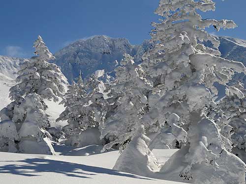 十勝岳温泉樹氷
